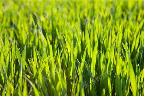 Preview: A Close Up Shot Of Leaves Of Maize Crops Growing In A Field.