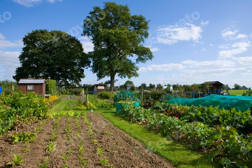 Preview: A Wide Shot Of An Organic Vegetable Farm With A Shed.