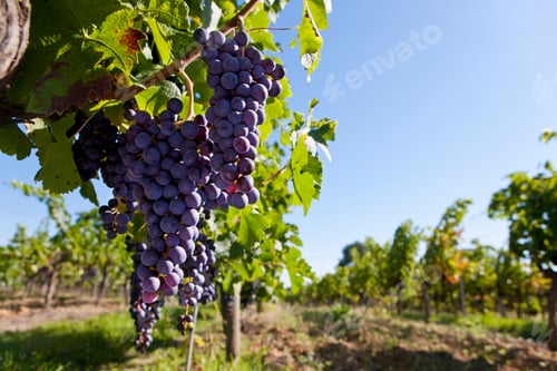 Preview: A Close Up Shot Of Bunches Of Purple Grapes Hanging On A Vine In A Farm.