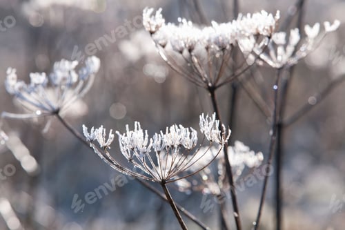 Preview: A Close Up Shot Of Big Snow Covered Cow Parsley Stalks In Winter.