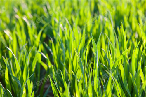Preview: A Close Up Shot Of Leaves Of Maize Crops In A Field.