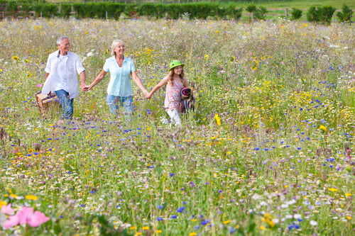 Preview: A Wide Shot Of Happy Grandparents And Granddaughter Holding Hands And Walking In A Row While