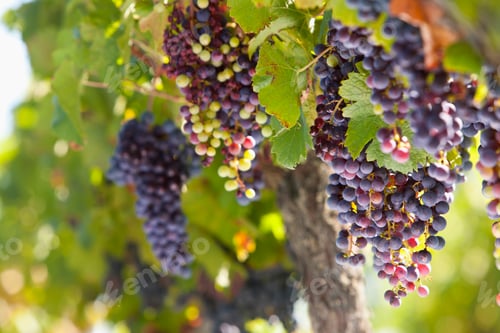 Preview: A Close Up Shot Of Bunches Of Purple Grapes Growing On Vines In A Vineyard.