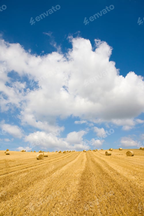Preview: A Vertically Wide Shot Of A Farm Field With Hay Being Harvested Into Rolled Up Straw Bales