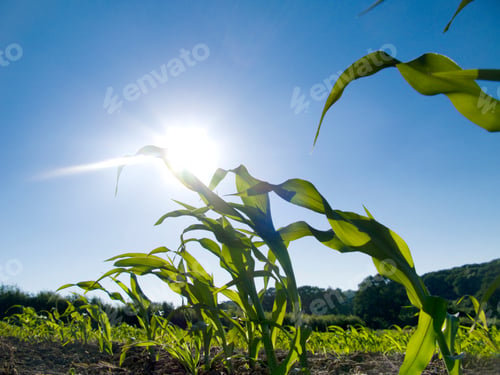 Preview: Low Angle View Of A Young Corn Crop Growing In A Green Farm Field Against Strong Sun Flare From The