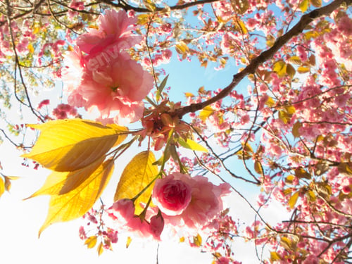 Preview: A Low Angle Close Up Shot Of Beautiful Pink Spring Flowers Blooming On A Branch.