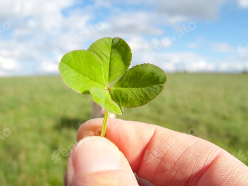 Preview: A Close Up Shot Of A Man'S Hand Holding A Small Four-Leaf Clover.