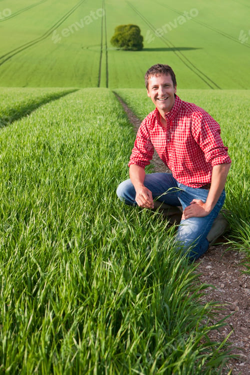 Preview: A Vertical Portrait Of A Smiling Farmer Crouched Down In A Wheat Field While Holding A Crop In His