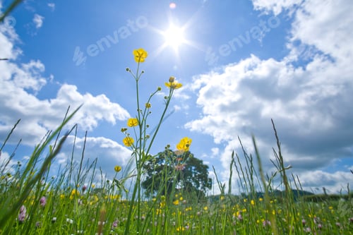 Preview: A Wide Angle View Of A Blooming Buttercup Flower In A Meadow Of Fresh Green Grass Standing Against