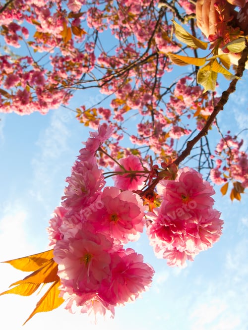 Preview: A Low Angle Close Up Vertical Shot Of Beautiful Pink Spring Flowers Blooming On A Branch.