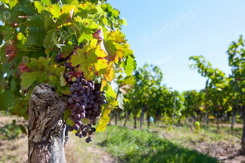 Preview: A Medium Shot Of Fresh Purple Grapes Hanging On A Vine.