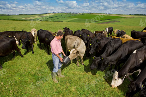 Preview: A High Angle Wide Shot Of A Farmer Feeding Cows From A Bucket In A Sunny Rural Field.