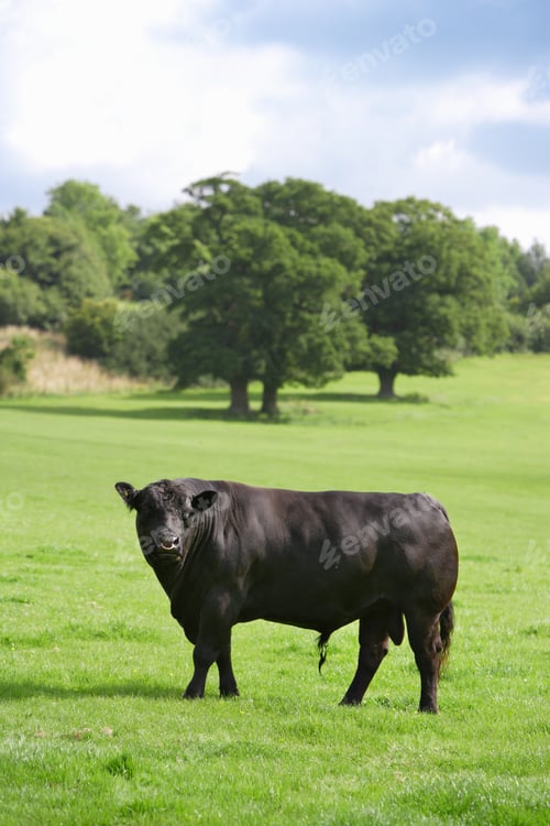 Preview: A Portrait Shot Of A Black Bull In A Sunny Field.