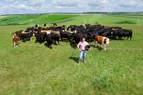 Preview: A High Angle Wide Shot Of A Farmer Standing Among A Herd Of Cattle And Smiling At Camera While