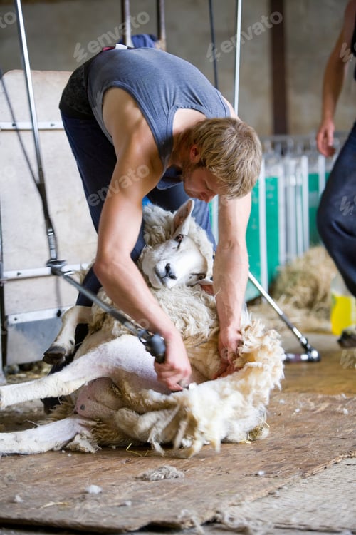 Preview: A Young Farmer Shaving His White Sheep With A Trimmer For Wool.