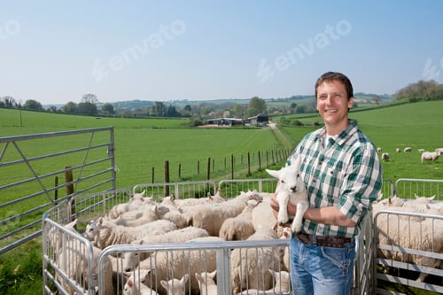 Preview: A Portrait Of A Shepherd Holding A Lamb While Standing Next To A Flock Of Sheep In The Pasture
