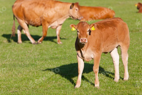 Preview: A Medium Shot Of A Young Cow Looking At Camera While Standing In A Green Field With Other Cows In