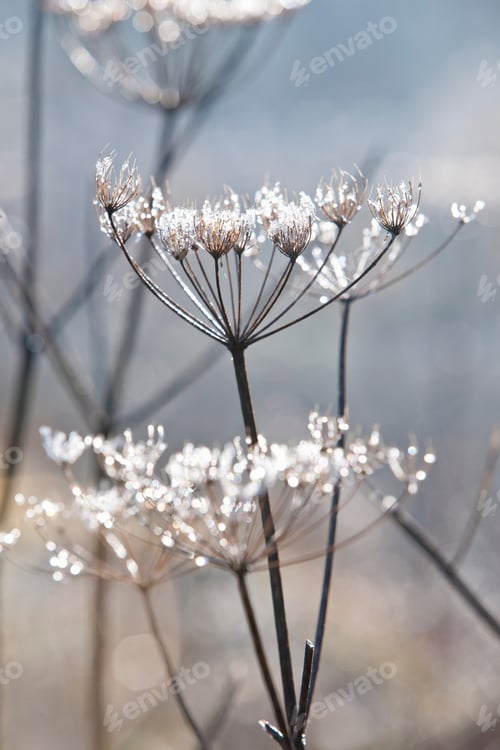 Preview: A Close Up Portrait Shot Of Beautiful Snow Covered Cow Parsley Stalks In Winter With Parsley In