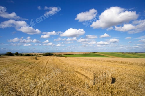 Preview: A Wide Shot Of Straw Bales In A Sunny Wheat Field And A Clear Blue Sky In Background.
