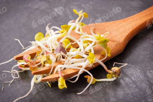 Preview: Fresh Nutritious Sprouted Radish Seeds On Wooden Fork, Healthy Lifestyle And Nutrition Concept