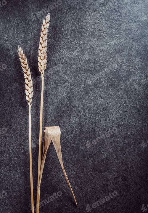 Preview: Ears Of Wheat On Black Background Texture