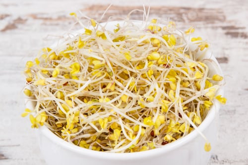 Preview: Fresh Healthy Nutritious Broccoli Sprouts Containing Natural Vitamins And Minerals