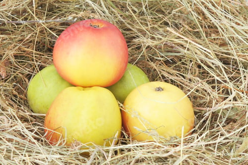 Preview: Several Apples At Hay Background
