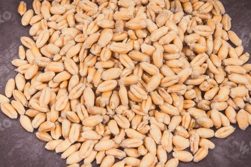 Preview: Heap Of Rye Or Wheat Grains, Agricultural And Harvest Concept