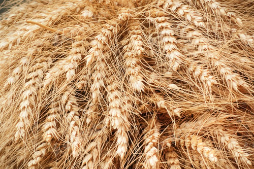 Preview: Ears Of Rye Or Wheat, Concept Of Rural, Farming And Harvest