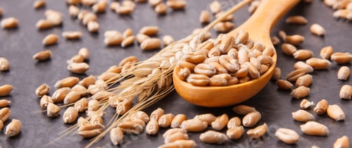 Preview: Cereal Seeds With Wooden Spoon And Ears Of Rye Or Wheat Grains