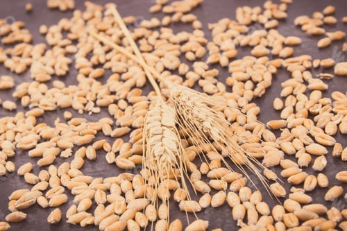 Preview: Closeup Of Cereal Seeds And Ears Of Rye Or Wheat Grains