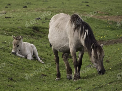 Preview: Wild Horses In Germany