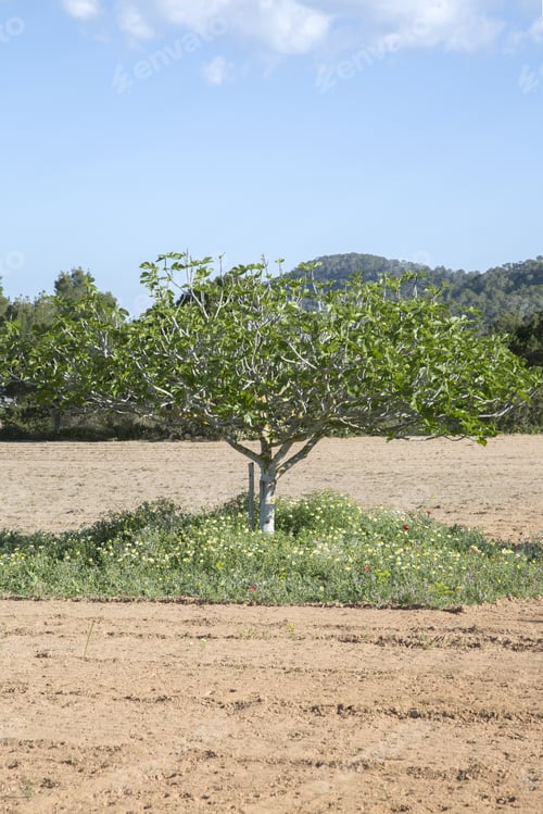 Preview: Fig Tree In Ibiza, Spain