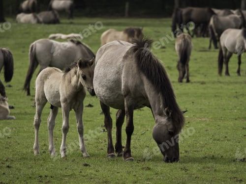 Preview: Wild Horses