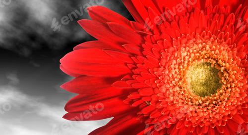 Preview: Close Up Of A Red Flower With A Gray Cloudy Background