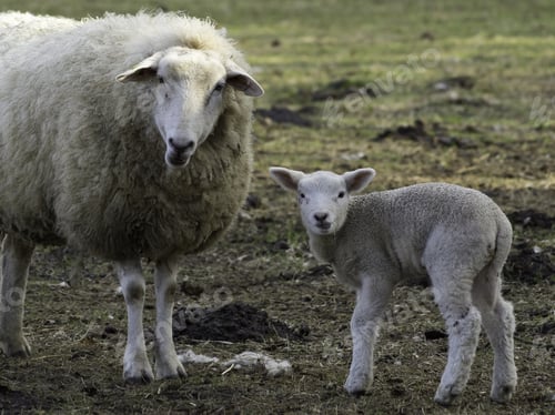 Preview: Sheep
