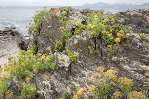 Preview: Plant On Rock At Beach In Galicia, Spain