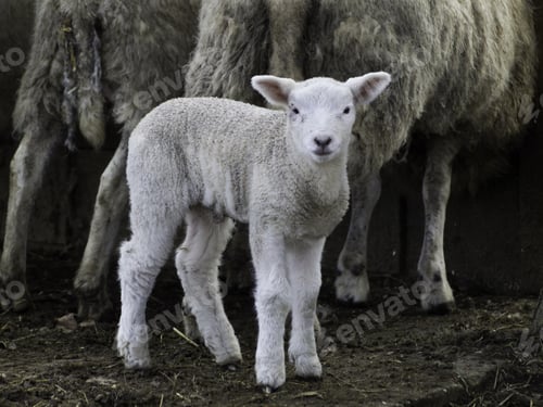 Preview: Sheep