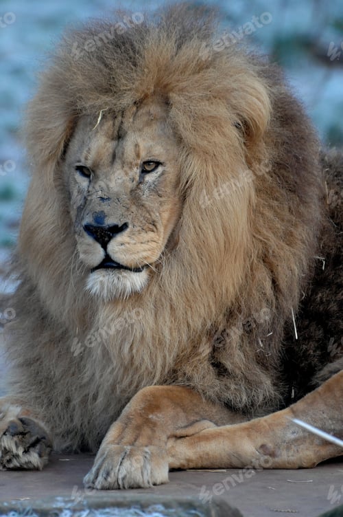 Preview: Lion