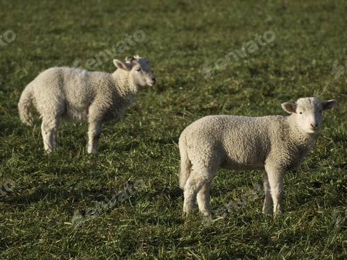 Preview: Sheep