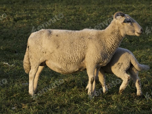 Preview: Sheep