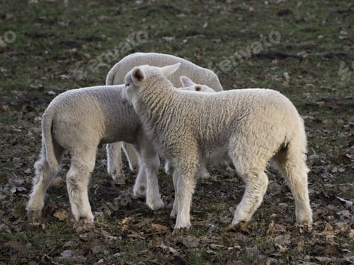 Preview: Sheeps