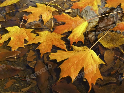 Preview: Autumn At A Glance: Brilliantly Colored Maple Leaves In Puddle