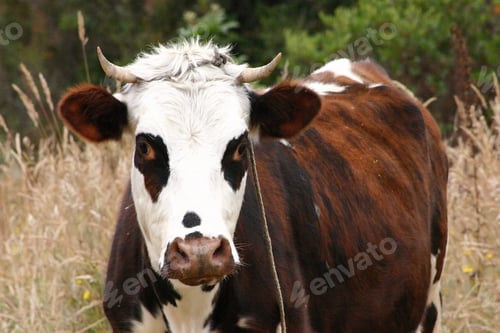 Preview: Portrait Of A Cow