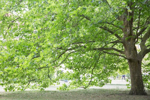 Preview: Tree In Slottstradgardens Park; Malmo; Sweden