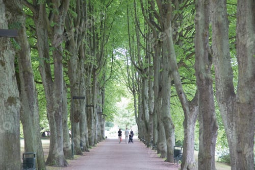 Preview: Footpath, Slottstradgardens Park; Malmo; Sweden