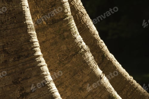 Preview: Detail Of Tree Trunk With Buttress Roots. Scientific Name: Ficus Glabrata - Moraceae (Mulberry