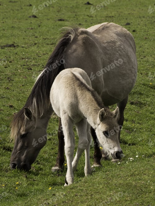 Preview: Wild Horses