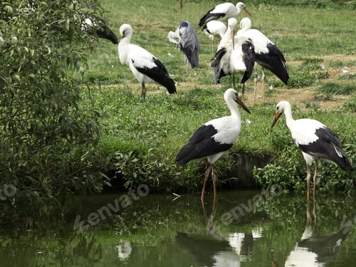 Preview: Storks