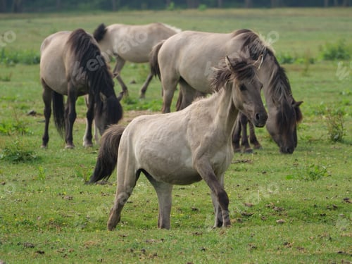 Preview: Wild Horses In Germany